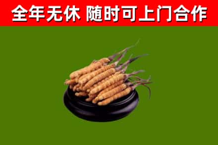 麻章区烟酒回收冬虫夏草.jpg